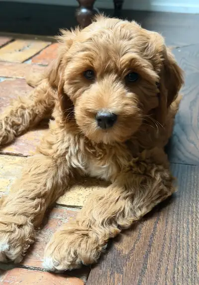 We have two male F1 Goldendoodle mini puppies, dad is Miniature Poodle, Mom is Golden Retriever They...