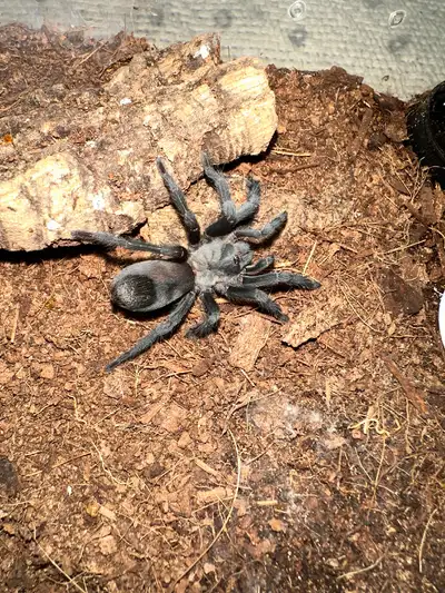 Aphonopelma xwalxwal (female). Very very rare!!!!! Cahuilla Ebony Tarantula is a dwarf species from...