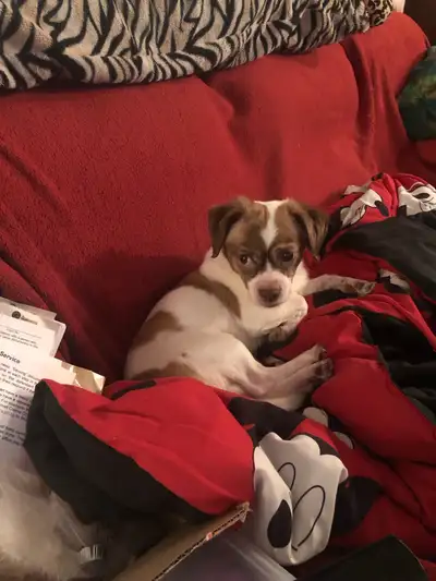 Looking to rehome him to his forever home. Please serious inquiries only. Message if you have any ot...