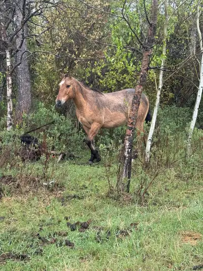 Horse for sale, Voir plus
