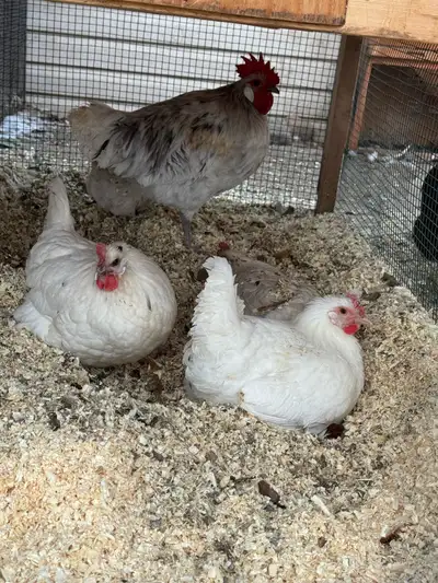 2 Bresse Flock , View more