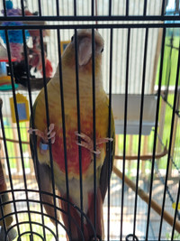 CONURE FEMALE 4 YEARS OLD--TALKS A LOT