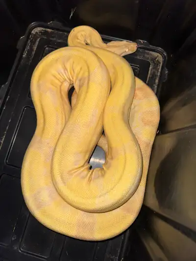 snakes boas, View more