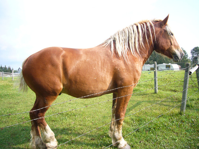BELGIAN STUD LOOKING FOR NEW PASTURE in Horses & Ponies for Rehoming in Edmonton