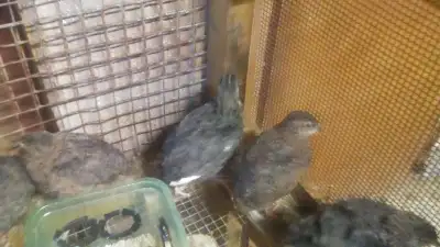 Coturnix quails, View more