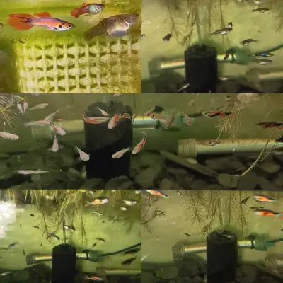 endlers fry, View more