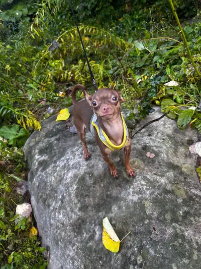 Female Chihuahua (Ellie/Ella, 2 yrs) – Serious Inquiries Only This is one of the hardest decisions I...
