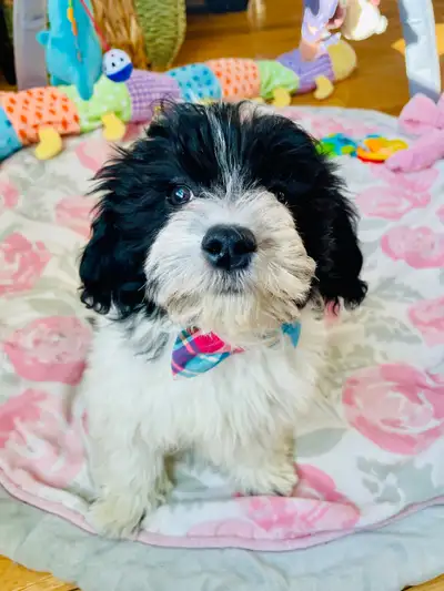 Home raised Havanese Puppies!, View more