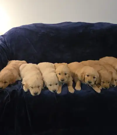Golden Retriever Puppies For Sale, View more