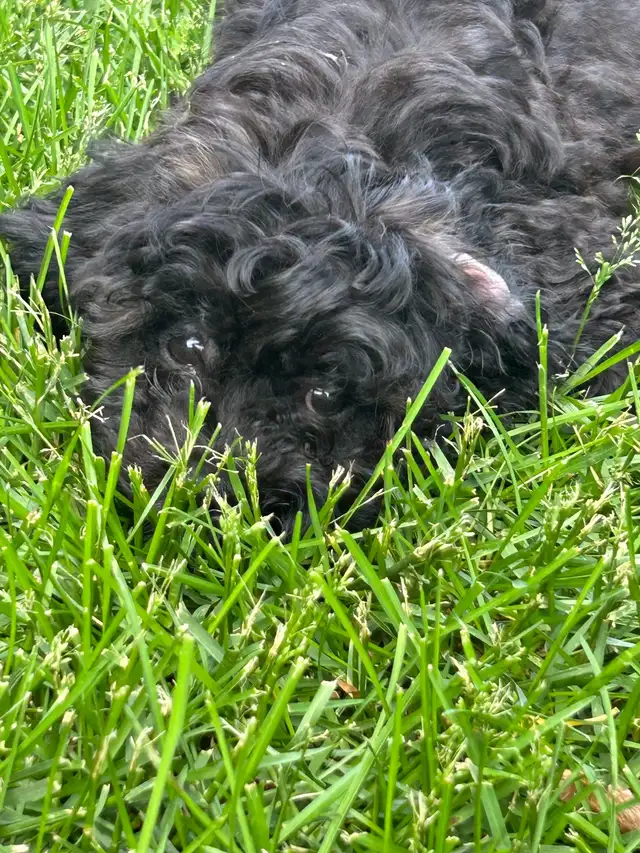 Shihpoo  Puppies Available in Dogs & Puppies for Rehoming in Owen Sound - Image 8