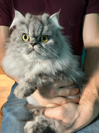 Persian Cat breeding pair 