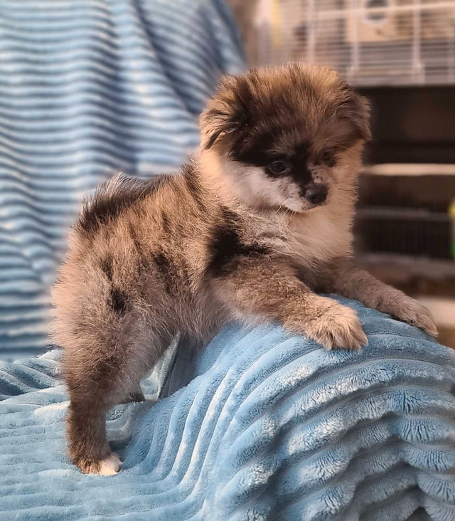 Rare purebred blue merle  pomeranian puppy free delivery in Dogs & Puppies for Rehoming in North Bay