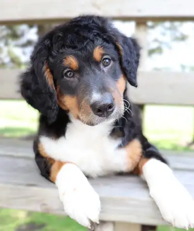 Mini F1B Bernedoodle Puppies!!, View more