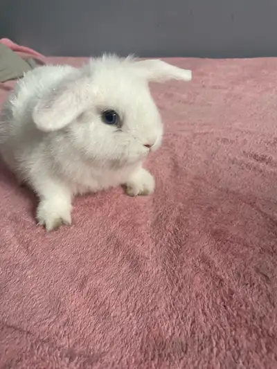 bébé mâle lapin nain bélier , View more