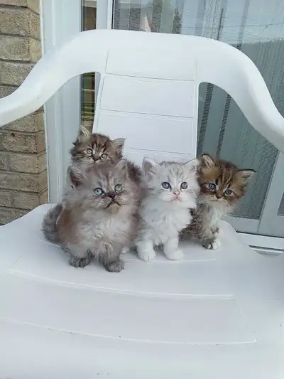 Chatons Persans, View more