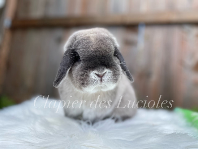 Clapier des Lucioles - Élevage de lapins pure race dans Petits animaux à adopter  à Ville de Québec - Image 2