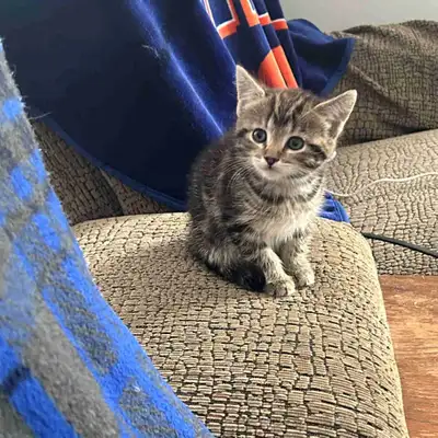 Russian blue kittens, View more