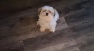 Year old Shih Ttzu/Maltese Female mini toy, View more