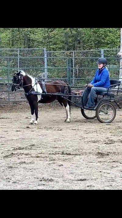 I am downsizing. I have 3 miniature horses for sale all have excellent manners, good for vet and far...
