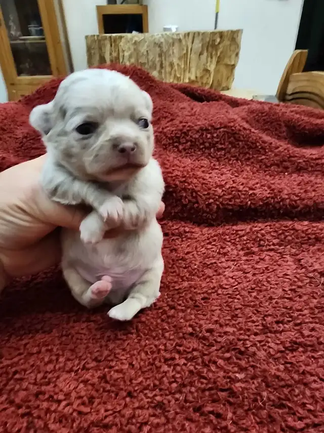 Chihuahua gorgeous puppies from Reputable Breeder in Dogs & Puppies for Rehoming in Ottawa - Image 9