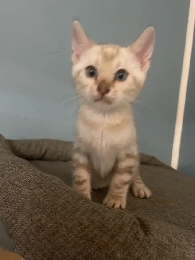 Bengal purebred  in Cats & Kittens for Rehoming in Laval / North Shore - Image 7