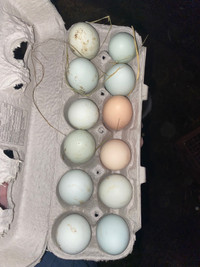 Eggs for hatching 