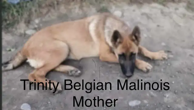 REDUCED PRICE Belgian Malinois one male and slight older female in Dogs & Puppies for Rehoming in Oshawa / Durham Region - Image 6