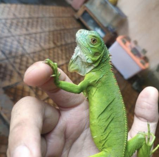☆☆☆IGUANA BABIES READ DETAILS ☆☆☆ in Reptiles & Amphibians for Rehoming in Burnaby/New Westminster