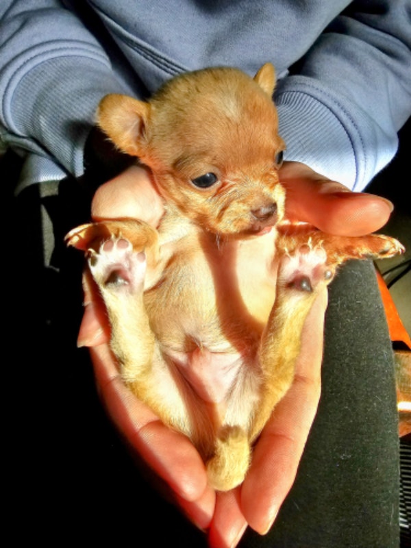 Updated May 30th! 4 CHIHUAHUA PUPPIES 2 Girls & 2 Boys! Dogs & Puppies for Rehoming