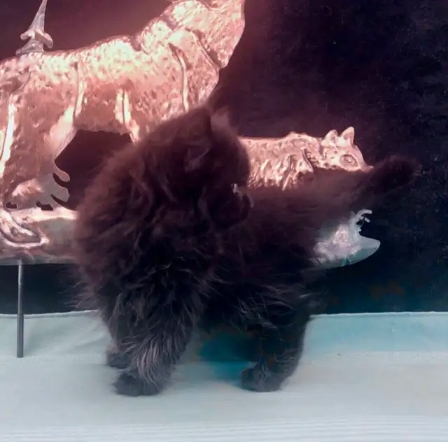 Purebred Maine Coon Snugglebug for Sale