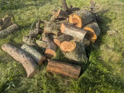 We are cutting some felled and old growth apple trees.