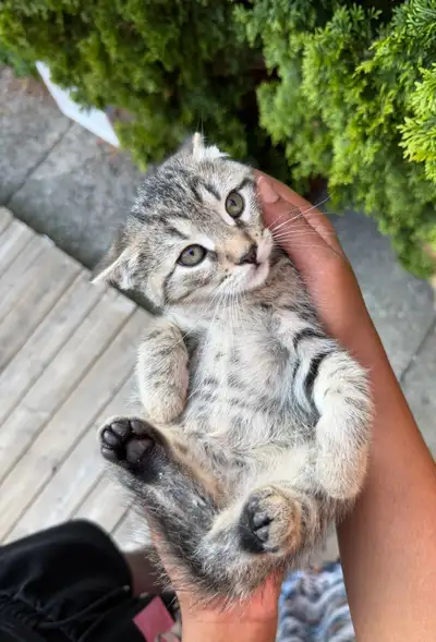kitten for rehoming , View more