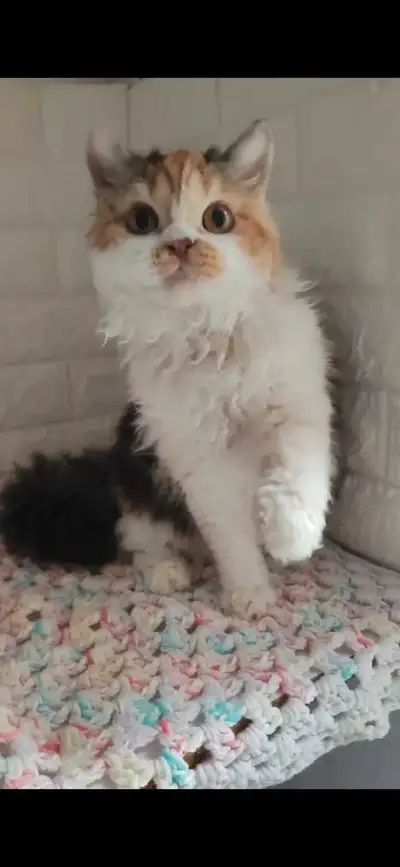 Purebred Selkirk Rex, View more