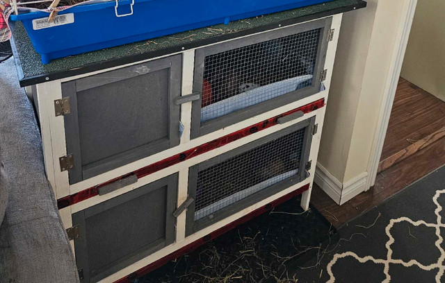 Full Complete Cage Setup & Skinny Pigs! in Animal & Pet Services in Dartmouth - Image 4
