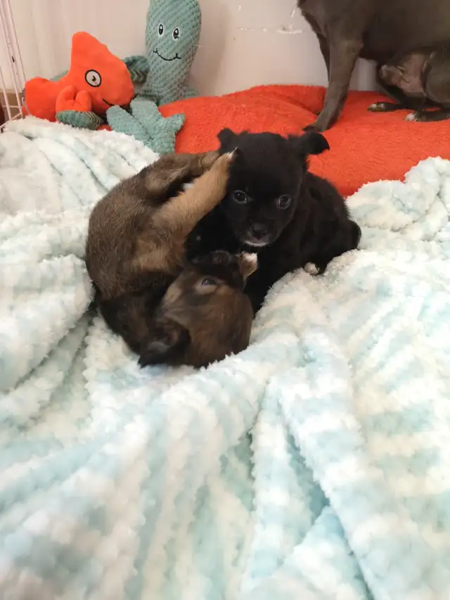 ❤️ VALENTYNE ENTERPRISE ❤️ CHIHUAHUA PUPS READY NOW 705-930-3541 in Dogs & Puppies for Rehoming in Markham / York Region - Image 2