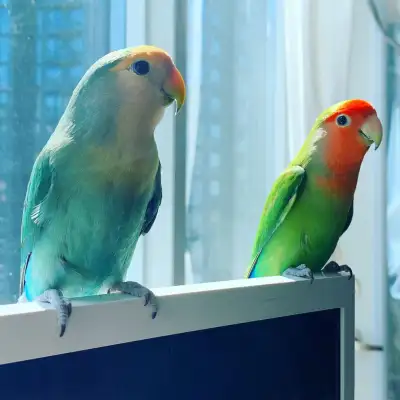 Find Your Perfect Parrot Pal: Join Our Adoption Waitlist!, View more