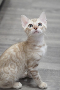 Show and breeding potential Bengal kittens from champion lines