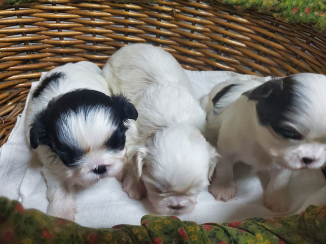 Shih tzu puppies ckc registered in Dogs & Puppies for Rehoming in Winnipeg - Image 4