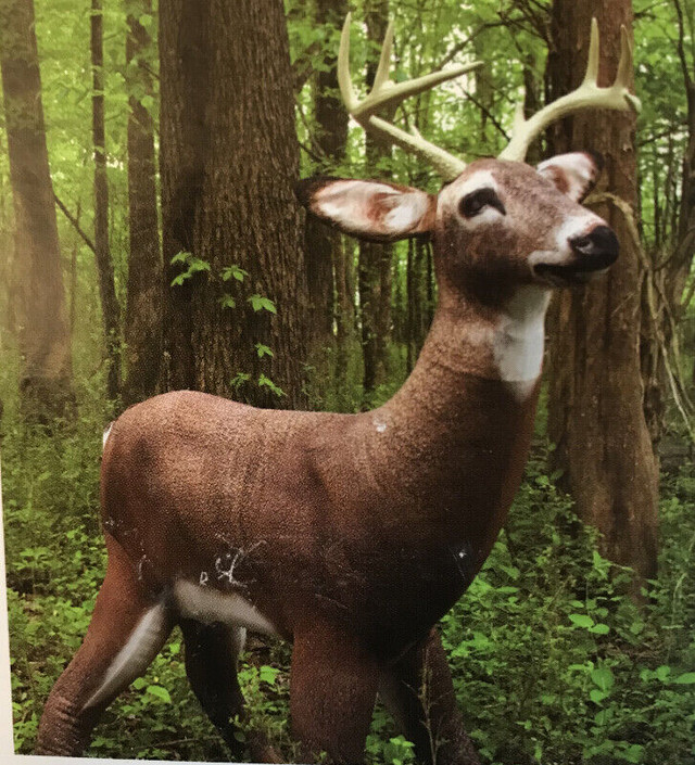 Deer Buck Decoy in Outdoor Décor in Dartmouth - Image 3