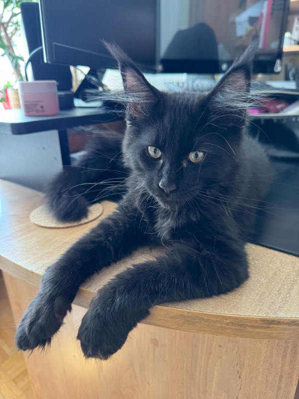Gorgeous Maine coon kittens available for sale in Cats & Kittens for Rehoming in City of Toronto