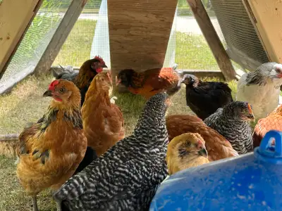 Young chickens, View more
