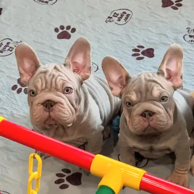 ⭐️Bouledogue francais Exotic / FRENCH BULLDOG ⭐️, View more