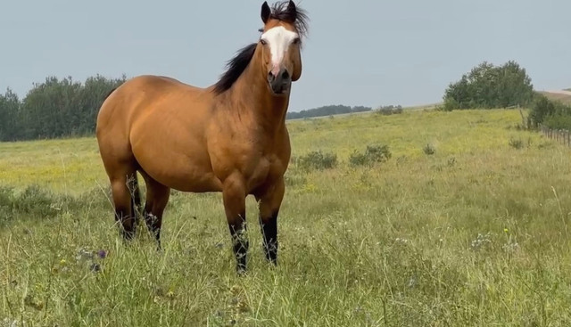 Stallion in Horses & Ponies for Rehoming in Saskatoon