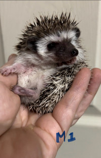Baby hedgehogs  with warranty 