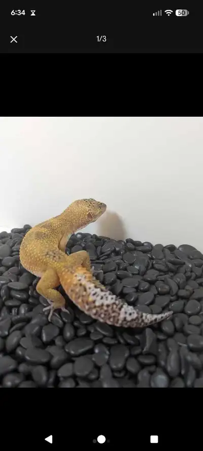 Leopard Geckos, View more