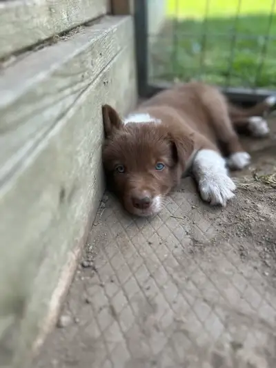 CBCA Registered Border Collie Puppies, View more