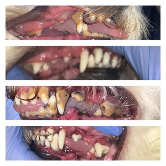 Cosmetic Teeth Cleaning in Animal & Pet Services in City of Toronto - Image 3