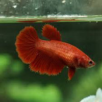 Female Betta, healthy, pic is stock.