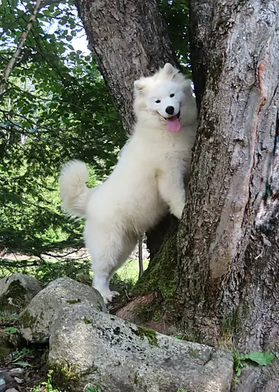 Magnifiques chiots Samoyèdes!Magnificent Samoyed puppies, View more