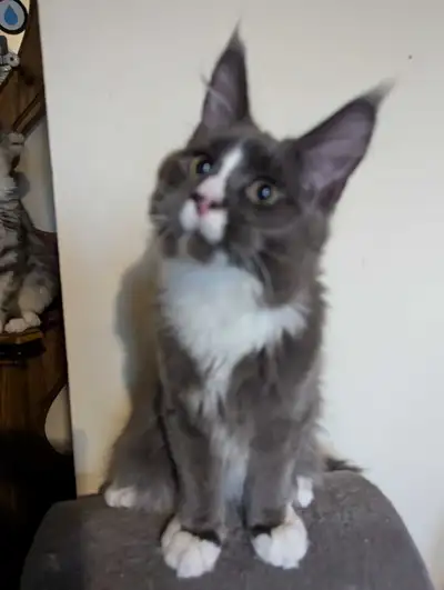 MaineCoon chatons Pure rsce, View more